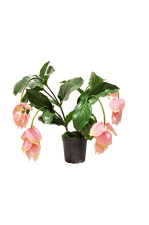 MEDİNE GÜLÜ ÇİÇEĞİ 2 ADET - Medinilla Magnifica HEDİYELİK EV BİTKİSİ