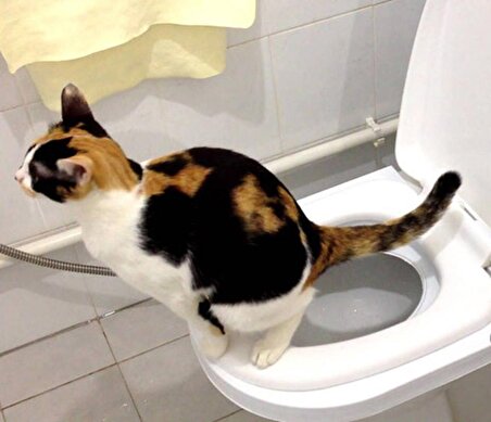 Citi Kitty Kedi Tuvalet Eğitim Seti