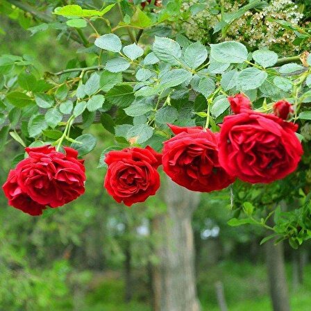 Yediveren Kırmızı Gül Fidanı 1 Adet 30-50 Cm Yediveren Red Rose N11.4271