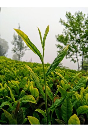 Yaseminli Yeşil Çay 100 gram (KIŞ ÇAYI)