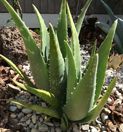 Dış Mekan Aloe Vera Bitkisi - Sağlıklı Ve Dayanıklı 15 Cm
