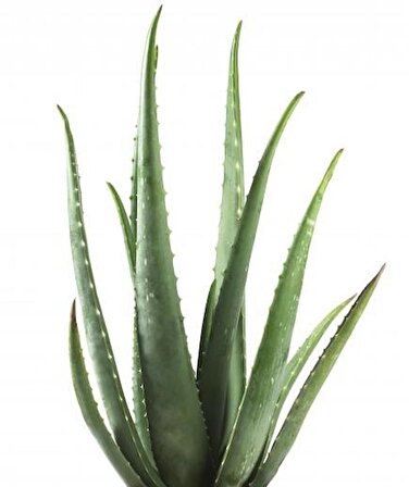 Dış Mekan Aloe Vera Bitkisi - Sağlıklı Ve Dayanıklı 15 Cm